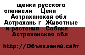 щенки русского спаниеля. › Цена ­ 3 000 - Астраханская обл., Астрахань г. Животные и растения » Собаки   . Астраханская обл.